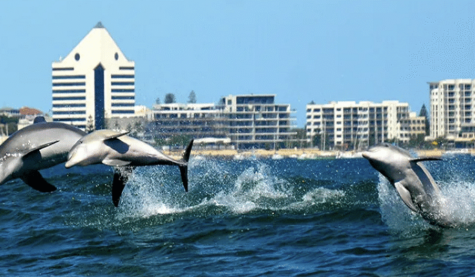 Plesir ke Australia Wajib Coba 5 Wisata Satwa Unik Ini