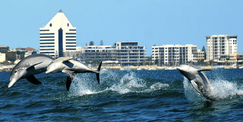 Plesir ke Australia Wajib Coba 5 Wisata Satwa Unik Ini