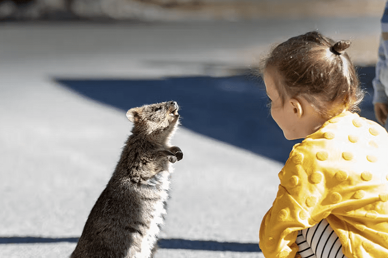 Plesir ke Australia Wajib Coba 5 Wisata Satwa Unik Ini